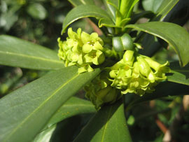 details of spurge laurel leaves and flowers