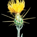 yellow starthistle