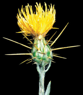 yellow starthistle