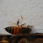 honeybee in hive