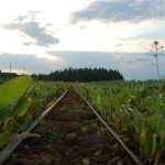 drip irrigation on beets