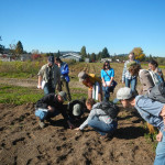 examining pollinator plant germination
