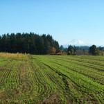 cover crops at Headwaters