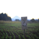 cover crop at Headwaters