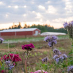 Headwaters Farm - field and flowers
