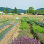 Herb rows at Headwaters Farm