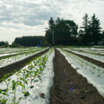 Rows of vegetable starts at Headwaters Farm