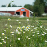Headwaters Farm - flowers