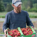 Farmer holding strawberries
