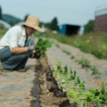 Planting in landscape fabric