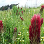 pollinator strip at Headwaters Farm