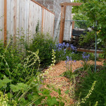 naturescaped yard with path