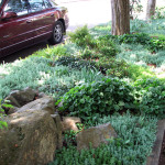 naturescaped parking strip