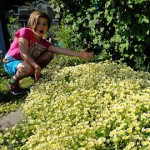 showing a nice looking garden that turned out to feature an invasive plant!