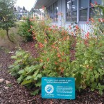 another view of the butterfly garden