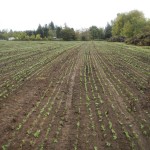 cover crops at headwaters farm