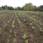 cover crops growing at headwaters farm