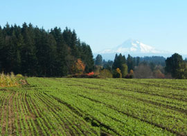 Headwaters Farm with Mt Hood in the background