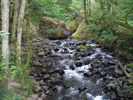 forested stream