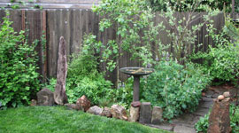 naturescaped yard