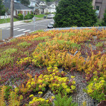 ecoroof plants