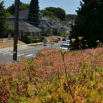 ecoroof full of plants