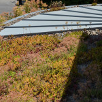ecoroof plants
