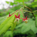 Vine Maple (Acer circinatum)