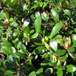 Kinnikinnick (Arctostaphylos uva-ursi)