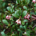 Kinnikinnick (Arctostaphylos uva-ursi)