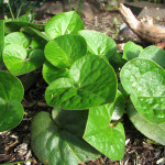 Wild ginger (Asarum caudatum)