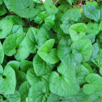 Wild ginger (Asarum caudatum)