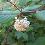 Red osier dogwood (Cornus sericea)