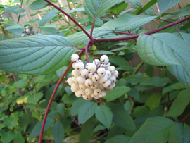 Red osier dogwood (Cornus sericea)