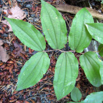 Hooker's fairy bells (Disporum hookeri)