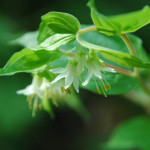 Hooker's fairy bells (Disporum hookeri)