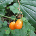 Hooker's fairy bells (Disporum hookeri)