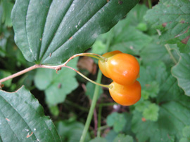 Hooker’s Fairy Bells (Disporum hookerii)