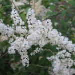 Oceanspray (Holodiscus discolor)
