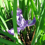 Oregon iris (Iris tenax)
