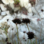 Dagger-leaf rush (Juncus ensifolius)