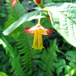 Black twinberry (Lonicera involucrata)