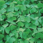 Oregon oxalis (Oxalis oregana)