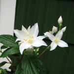 Mock orange (Philadephus lewisii)