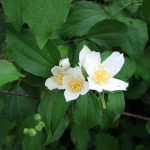 Mock orange (Philadephus lewisii)