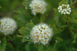 Pacific ninebark (Physocarpus capitatus)