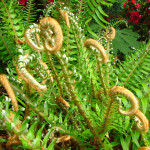 Sword fern (Polystichum munitum)