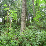 Douglas fir (Pseudotsuga menziesii)