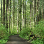 Douglas fir (Pseudotsuga menziesii)