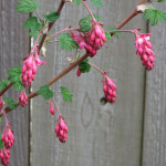 Red-flowering currant (Ribes sanguinium)